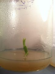 Venus fly trap experimental culture!