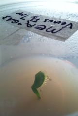 2nd Experimental Leaf Culture.