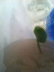 No change but still green, more than I can say for the other sample!