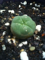 Lophora williamsii, first of my australian collection.