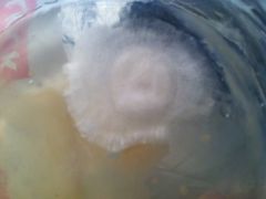 One of the more vigorous of the oyster mycelium