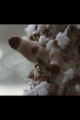 Baby pins and primordia