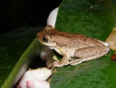 More information about "frog"
