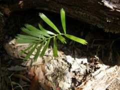 Cycad Macrozamia lucida