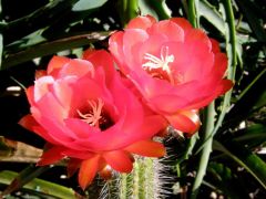 Echinopsis  huascha