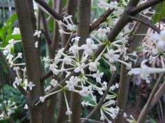 Native daphne Phaleria clerodendron