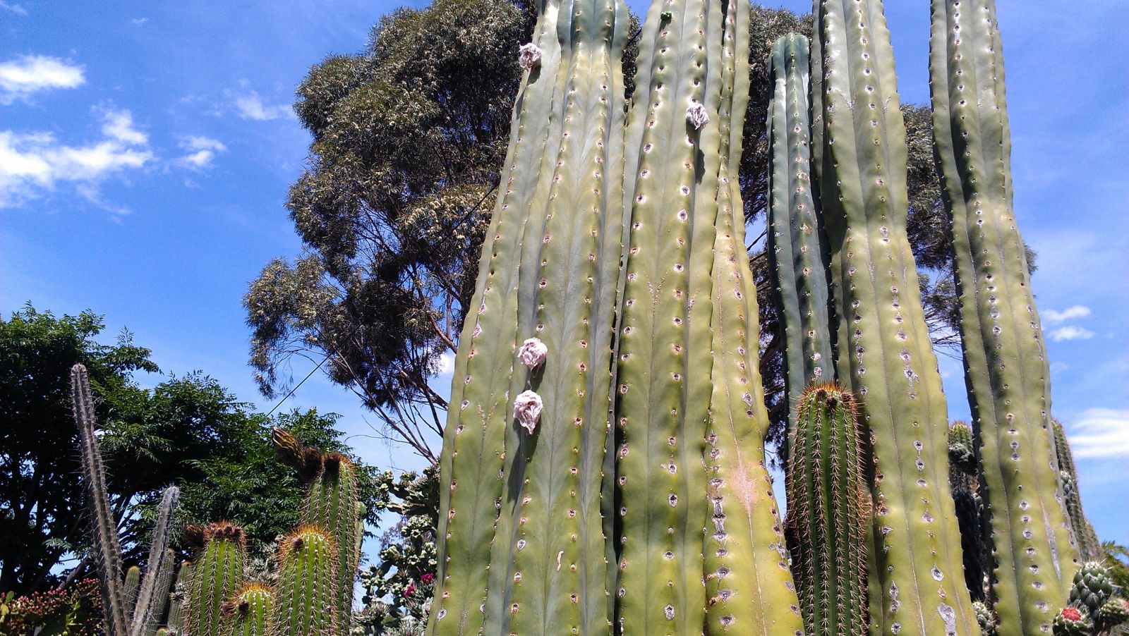 Established cactus garden in rural victoria