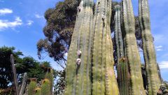 Established cactus garden in rural victoria