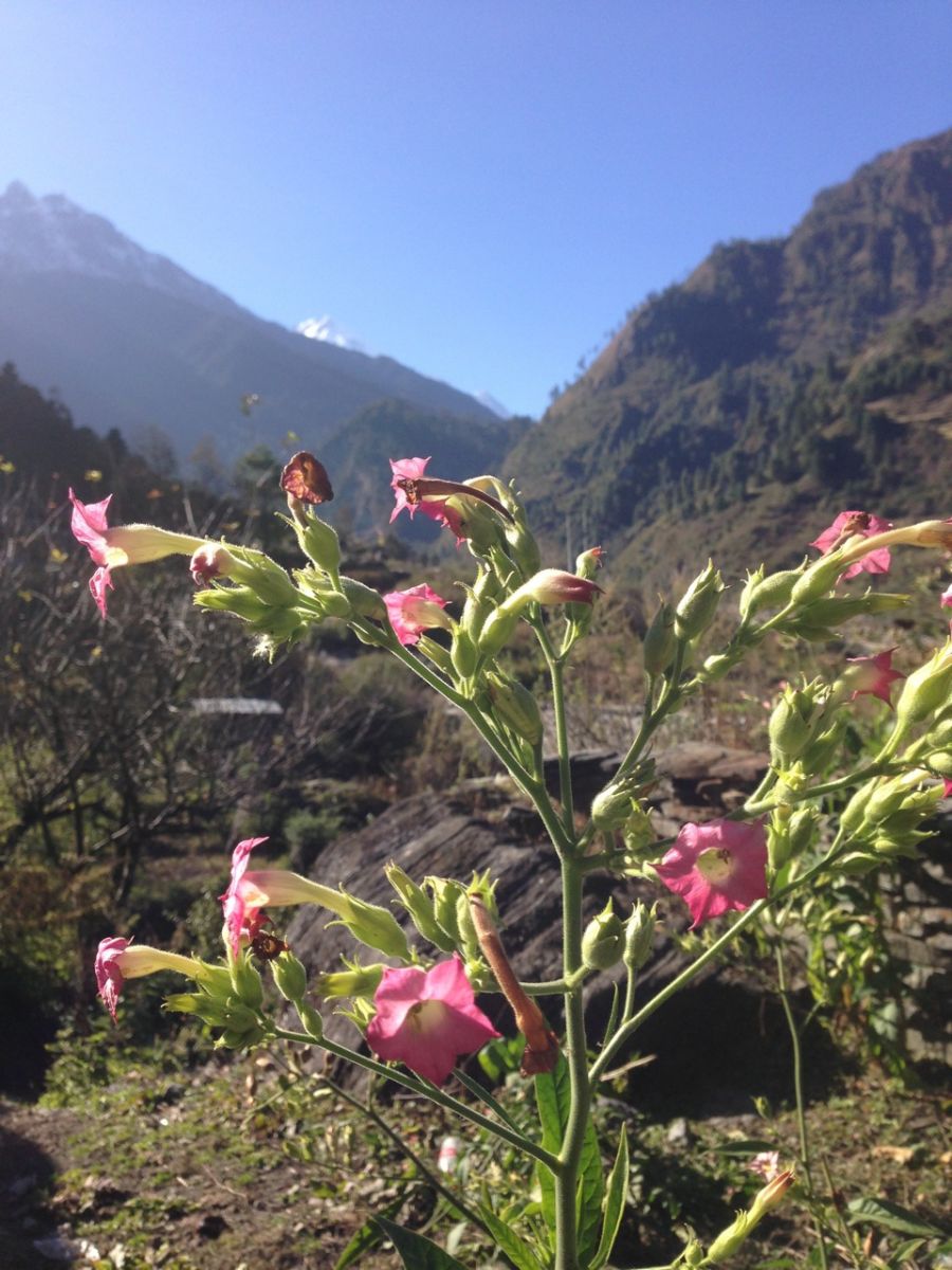 Nicotiana sp. in the Himalayas