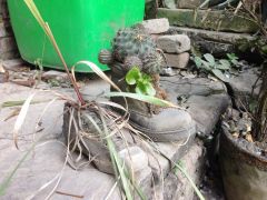 These boots were made for... cacti?!