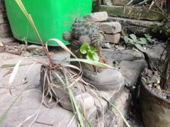 More information about "These boots were made for... cacti?!"