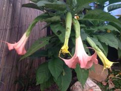 Brugmansia flowering after getting a snippet from a nice old lady