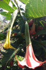 One. Brugmansia I found!