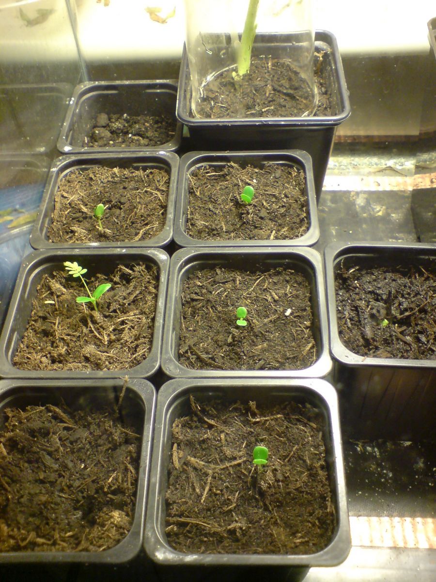 Mimosa scabrella, tenuiflora And pudica