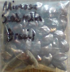 Mimosa scabrella seeds