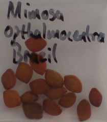 Mimosa ophthalmocentra seeds