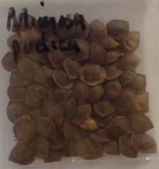 Mimosa pudica seeds