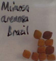 Mimosa arenosa seeds