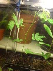 Mimosa scabrella At 13 weeks