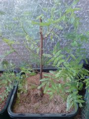 Mimosa tenuiflora