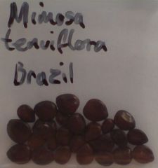 Mimosa tenuiflora seeds