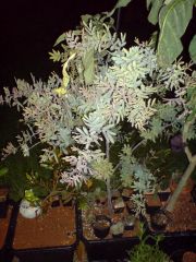 Acacia bailyana purpurea