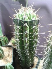 Trichocereus taquimbalensis stubby Germany