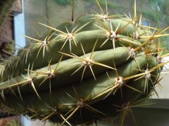 Trichocereus taquimbalensis? ... lol - or another werdermannianus ? or bolivian terscheckii?