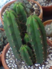 Trichocereus bridgesii La Paz Bolivia