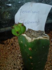 Trichocereus peruvianus tiefenrausch huachu Germany