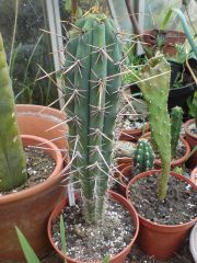 Trichocereus cuzcoensis KK242 Matucana Lima Perú