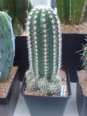 Trichocereus sp' white spines clumping uk