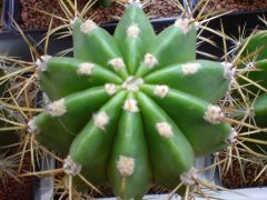 Trichocereus validus X Echinopsis 1