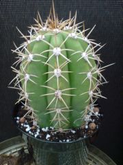 Trichocereus terscheckii