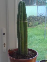 Trichocereus scopulicola 1 ( horseii#1 :3 )