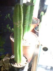 Trichocereus pachanoi from France+Spain