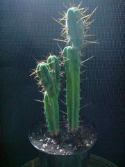 Trichocereus bridgesii 1