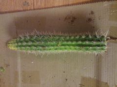 Trichocereus Somthing.Need ID Please :)