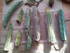 Assorted Cactus from local nursery