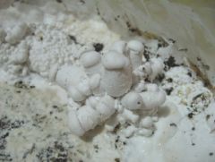 More information about "calocybe indica"