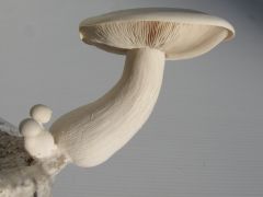 More information about "calocybe indica 122gm"