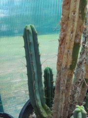 some cacti