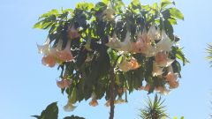Brugmansia sp.