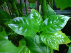 Coffea arabica