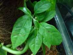 Banisteriopsis caapi 'cielo'