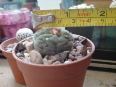 arrived today from worst 2ndcacti nursery in uk  Lophophora fricci, sold as 8.5cm
