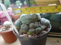 arrived today from worst 2ndcacti nursery in uk  Lophophora williamsii caespitosa, sold as 8.5cm
