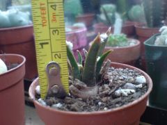 arrived today from worst 2ndcacti nursery in uk  Ariocarpus aghavoidthese! , sold as 6.5cm