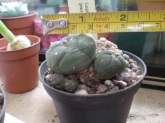 arrived today from worst 2ndcacti nursery in uk and at an extortionate price  Lophophora jourdaniana  sold as 12.5cm!!!!