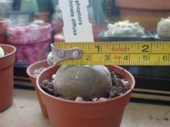 arrived today from worst 2ndcacti nursery in uk  Lophophora echinata diffusa, sold as 6.5cm
